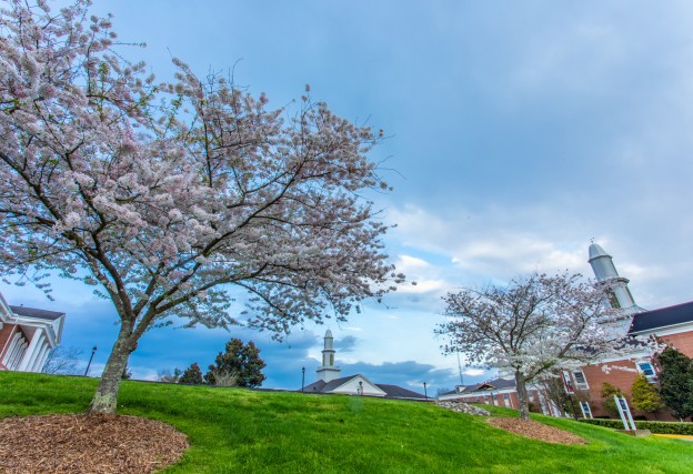 Cherry trees bloom in spring on the Cumberlands campus. 