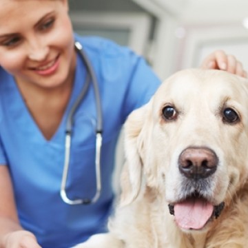 A vet standing next to a dog