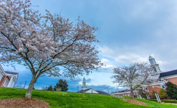 Cherry trees bloom in spring on campus. 