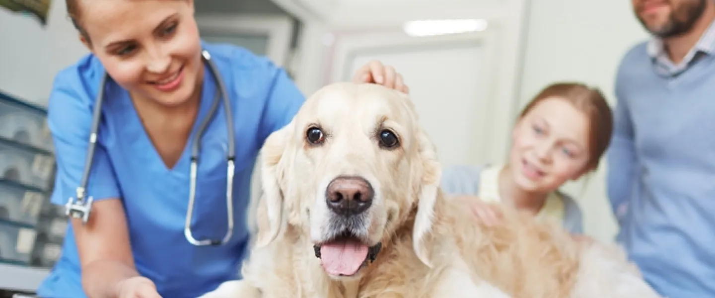 A vet standing next to a dog