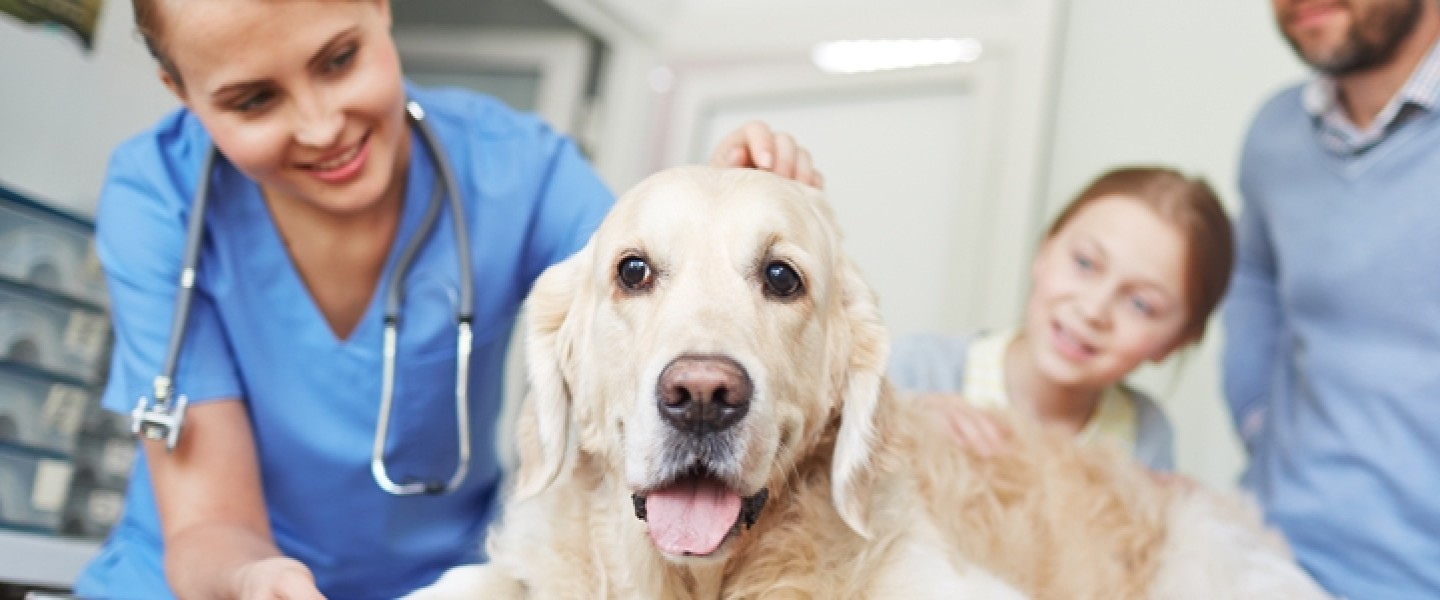 A vet standing next to a dog