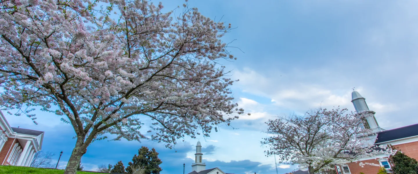Cherry trees bloom in spring on campus. 