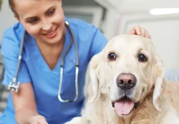 A vet standing next to a dog