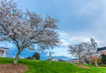 Cherry trees bloom in spring on campus. 