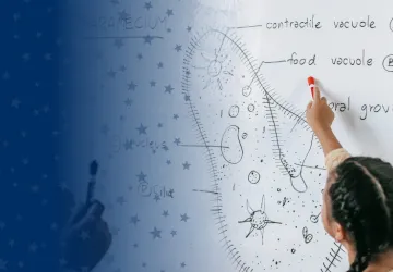 Educator at Whiteboard