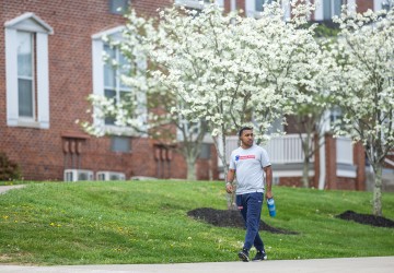 A male student walks down a sidewalk on campus with trees blooming behind him. 