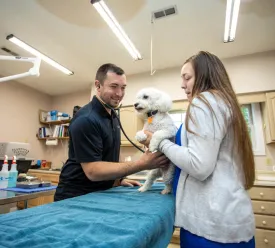 Vet assists with small dog