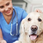 A vet standing next to a dog