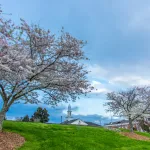 Cherry trees bloom in spring on campus. 