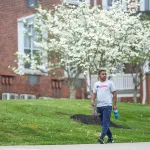 A male student walks down a sidewalk on campus with trees blooming behind him. 