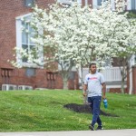 A male student walks down a sidewalk on campus with trees blooming behind him. 